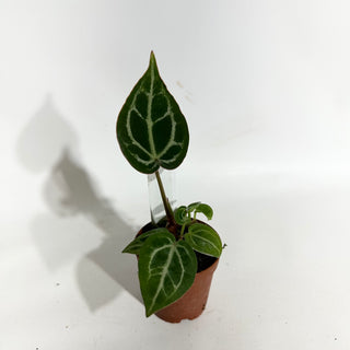 Anthurium 'Brielle'/'Michelle' x self - 2 Seedlings [#1985]