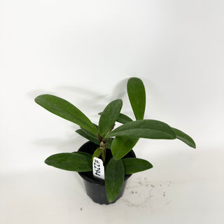 Hoya revolubilis [#2294]