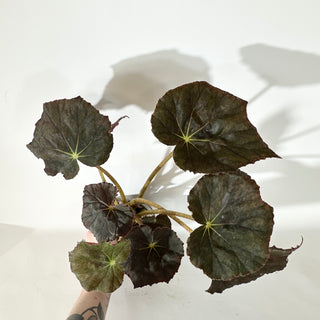 Begonia 'Selph's Mahagony' (XL Pot) [#2052]