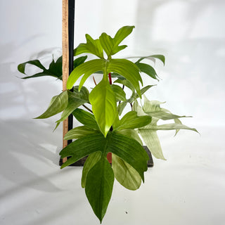 Philodendron 'Florida Ghost' (Non-TC) [#1959]
