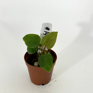 Anthurium 'Prince of Darkness' x self - 2 Seedlings [#1476]