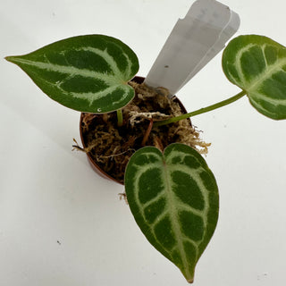 Anthurium 'Brielle'/'Michelle' x self - 2 Seedlings [#1175]