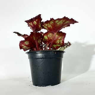 Begonia 'Dolce Vita' [#2053]
