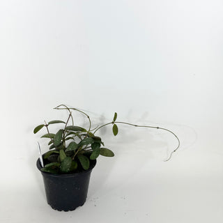 Hoya sp. GPS-7240 [#2355]