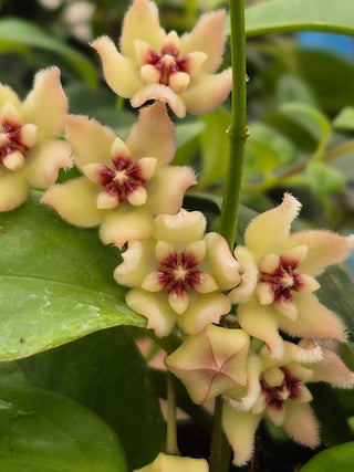 Hoya buotii