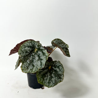 Begonia 'Steve's Leaves Frostbite' [#2016]