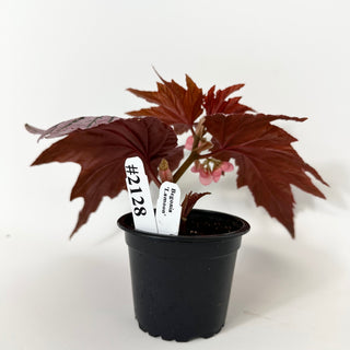 Begonia 'Lamoon' [#2128]