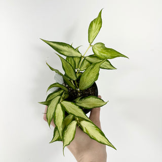 Hoya polyneura (inner variegated) [#1795]