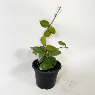 Hoya 'Chubby Bunny' (RHI 402) [#1717]