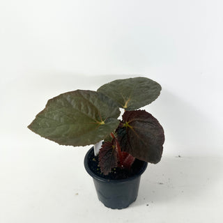 Begonia 'Steve's Leaves Black Hole Sun' [#1926]