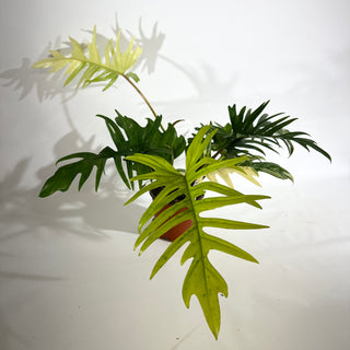 Philodendron 'Florida Beauty' x tortum [#1975]