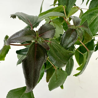 Acalypha 'Inferno'