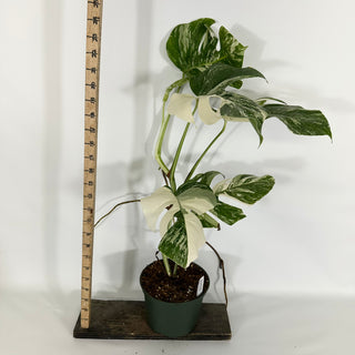 Monstera deliciosa var. borsigiana albo-variegata [#1533]