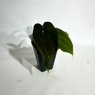Anthurium papillilaminum SL #1 x 'Amelia's Delight' [#1984]