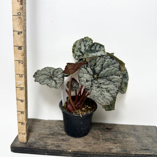 Begonia 'Steve's Leaves Frostbite' [#2016]