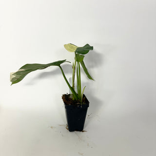 Z-5159 - Syngonium chiapense variegated