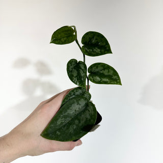 Z-4942 - Scindapsus pictus 'Black Mamba'