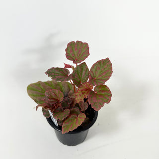 Begonia "Crazy Pink" [#1987]