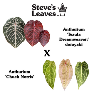 Anthurium 'Tezula Dreamweaver'/dorayaki x 'Chuck Norris' - Seed Pack