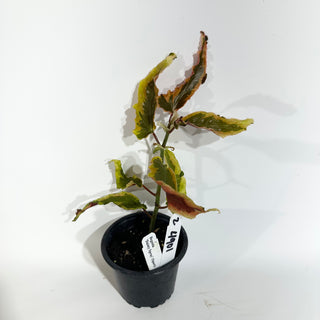 Z-4901 - Begonia 'Dainty Spray' (Sport)