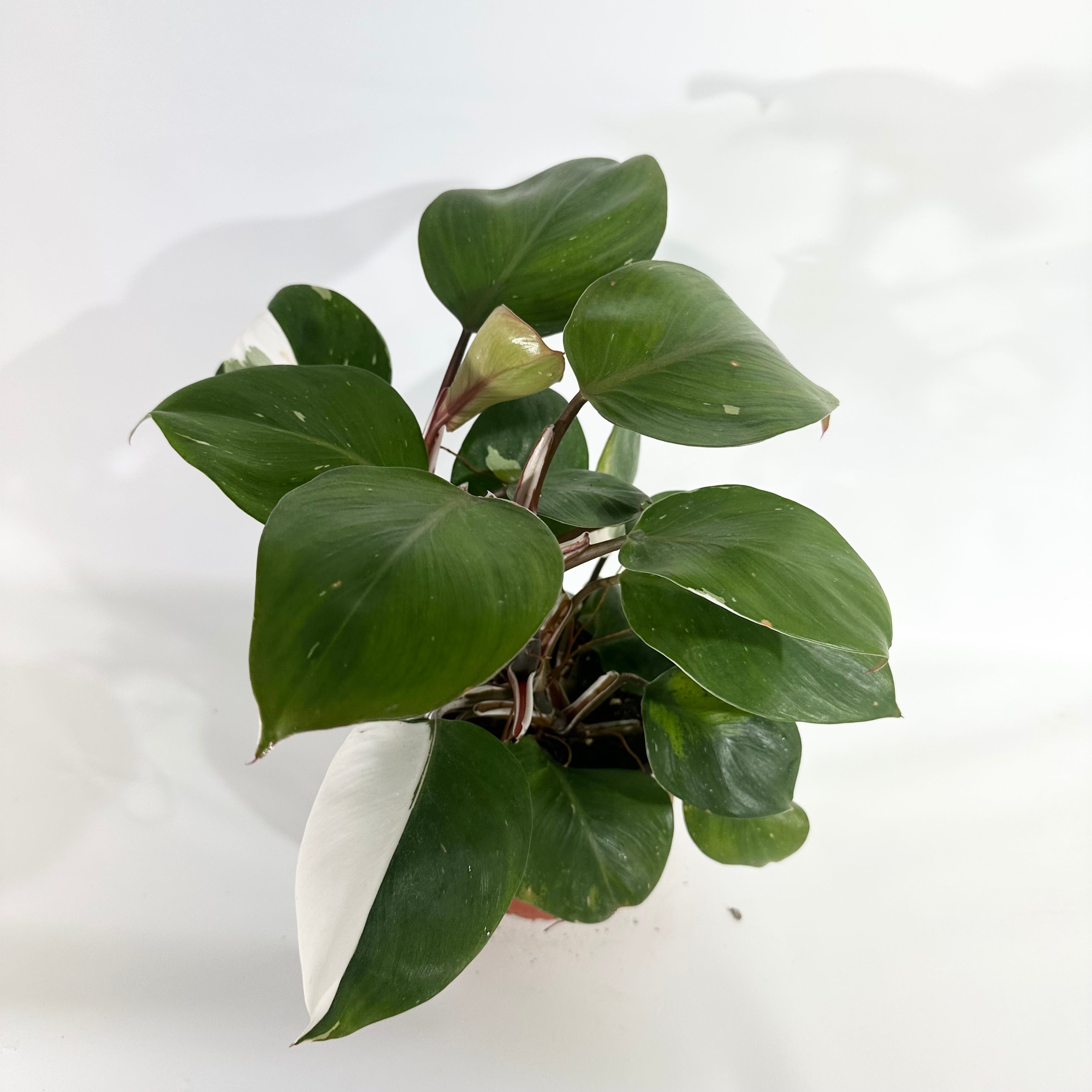 dark knight philodendron Philodendron "White Knight"