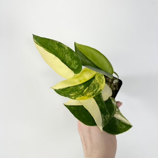 Scindapsus pictus 'Jade Satin' aurea-variegata [#1768]