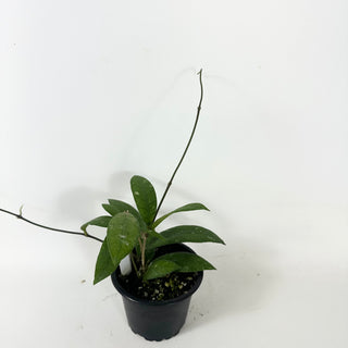 Hoya sp. Aceh Singkil AO 01