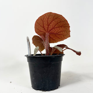 Begonia 'Rice Paper' [#1912]