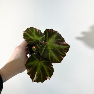 Begonia soli-mutata (variegated) [#2242]