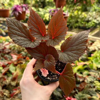 Begonia 'Burning Bush'