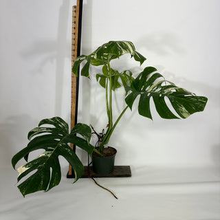 Monstera deliciosa var. borsigiana albo-variegata [#1350]