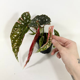 Begonia maculata (Variegated) [#2093]