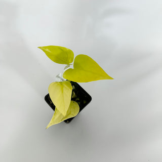 Z-4538 - Epipremnum aureum 'Champs-Élysées'