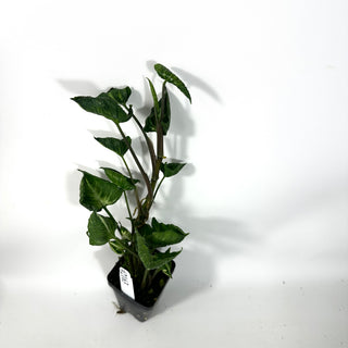Syngonium 'Godzilla' [#2163]