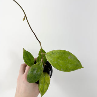 Hoya juannguoana [#1709]