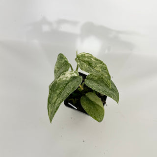 Scindapsus pictus 'Peasun' [#1461]