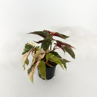 Begonia 'Ginny Galaxy' [#2264]