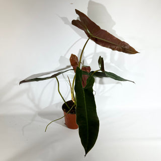 Philodendron atabapoense (Non-TC) [#1827]