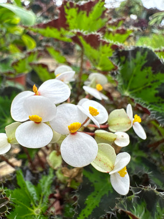 Begonia 'Steve's Leaves Donnie Brown'