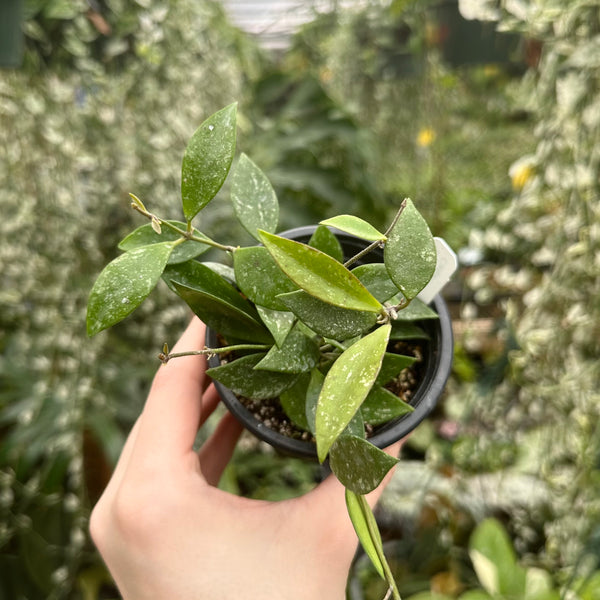 Hoya sp. Cianjur – Steve's Leaves
