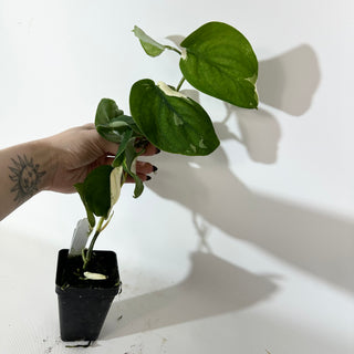 Z-5146 - Scindapsus pictus 'Jade Satin' albo-variegata