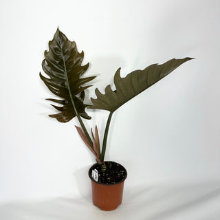 Philodendron 'Pluto' (Non-TC) [#1492]
