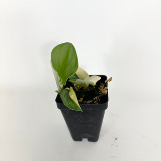 Z-5312 - Scindapsus pictus 'Rubicon'