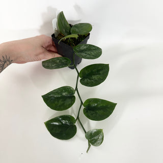 Scindapsus pictus 'Black Mamba' [#1500]