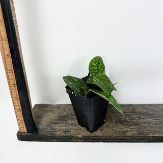 Z-5373 - Scindapsus pictus "Green Form" (Hassk)