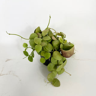 Dischidia vidalii [#2149]