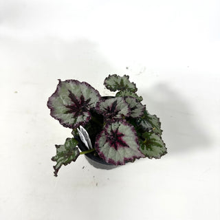 Begonia 'Harmony's Strawberry Shortcake' [#2167]