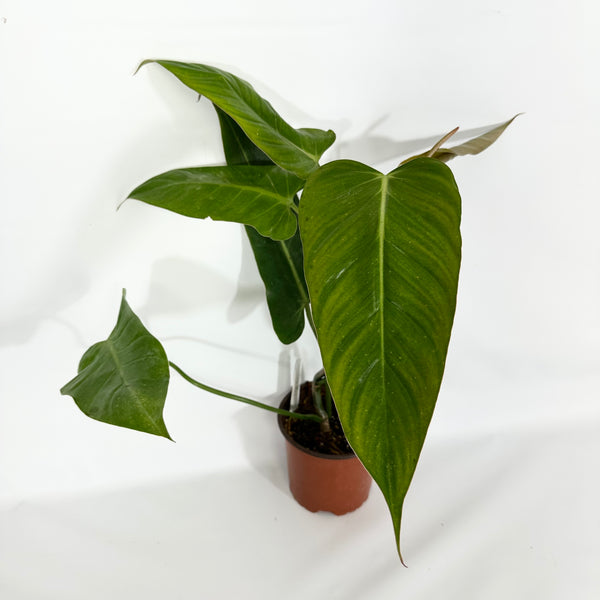 【超激レア】Philodendron Reuy sub marble【斑入り】 超激レア】Philodendron Reuy sub marble【斑入り】 超激レア
