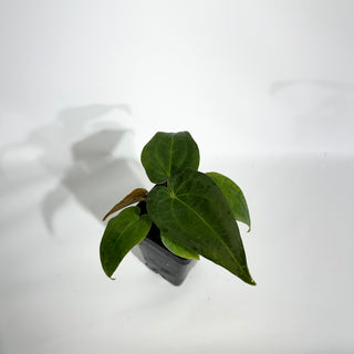 Anthurium Wu papillilaminum x 'Arnold Schwarzenegger' [#1787]