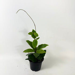 Hoya 'Patricia' [#1858]
